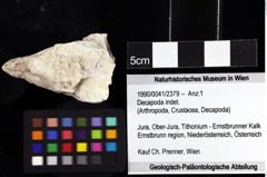 Foto (Objket + Etiketten) von Decapoda indet. 